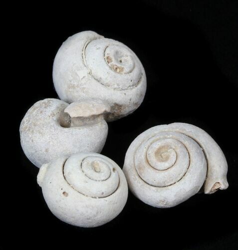 Small Snail Fossils From Morocco - Photo 1